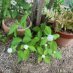 庭/紫陽花のインテリア実例 - 2023-05-17 15:43:19