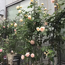 壁/天井/よそのウチメシ、ネイルご勘弁を/つるバラ/薔薇/アイアン...などのインテリア実例 - 2017-05-17 07:26:36