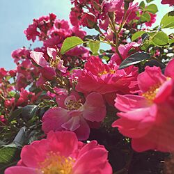 薔薇/バラ/バラ園のインテリア実例 - 2016-05-21 15:13:11