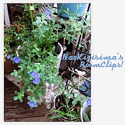 玄関/入り口/植物/ベランダガーデニング/ベランダのお花のインテリア実例 - 2013-08-13 08:57:49