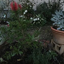 花が咲いた/たわしの木/お庭のインテリア実例 - 2016-05-15 19:17:41