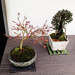 清姫もみじ/DIY/盆栽棚/植物棚/香丁木...などのインテリア実例 - 2014-03-25 07:55:59