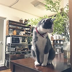 キッチン/スチールラック/NO GREEN NO LIFE/保護ねこ部/ねこ部...などのインテリア実例 - 2017-07-03 22:22:22