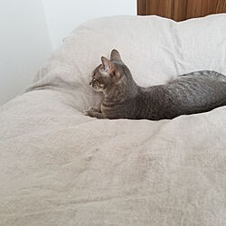 ベッド周り/猫/一人暮らしのインテリア実例 - 2019-05-05 12:18:26