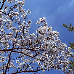 壁/天井/薔薇の芽が素晴らしく伸びてます/満開のさくら/近所の公園の桜/晴れ18℃...などのインテリア実例 - 2024-04-13 15:29:16