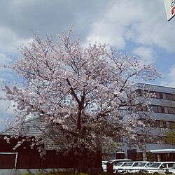 玄関/入り口/桜/近所の花のインテリア実例 - 2017-04-12 14:40:36