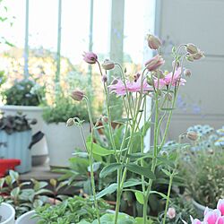 玄関/入り口/ガーデニングが好き/花のある暮らし/植物のある暮らし/季節を楽しむ暮らし...などのインテリア実例 - 2023-04-14 07:59:00