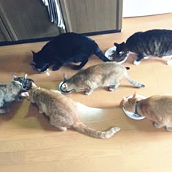 キッチン/猫/猫と暮らすのインテリア実例 - 2015-04-19 10:09:00