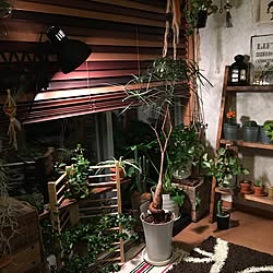 玄関/入り口/観葉植物/HASHIGOパーテーションシェルフ/ブラキキトン ルペストリス/ボトルツリー...などのインテリア実例 - 2015-10-19 22:02:55