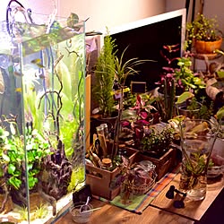 机/水槽/アクアリウム/熱帯魚/観葉植物のインテリア実例 - 2015-12-12 01:51:15