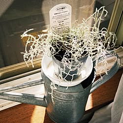 ひなたぼっこ/カロケファルス/カロケファルスシルバーブッシュ/植物のある暮らし/プラチーナ...などのインテリア実例 - 2015-02-28 15:04:47