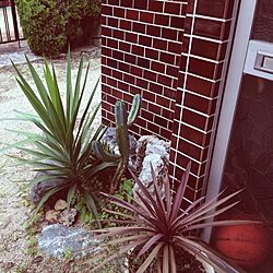 玄関/入り口/植物/庭の草花のインテリア実例 - 2013-09-22 12:11:26