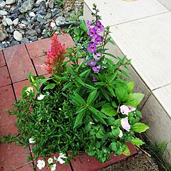 玄関/入り口/グリーンのある暮らし/ガーデン/植物/庭のインテリア実例 - 2016-05-25 07:20:00