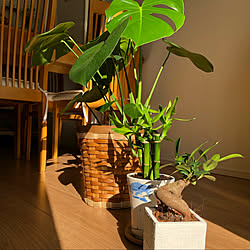 luckybamboo/gajumaru/monstera deliciosa /indoorplants/がじゅまる...などのインテリア実例 - 2023-03-03 15:07:53