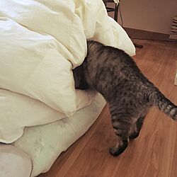 ベッド周り/猫の日常/ねこ/ねこのいる日常/猫との暮らし...などのインテリア実例 - 2017-03-22 17:25:43