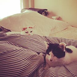 ベッド周り/猫のインテリア実例 - 2015-01-08 14:53:48