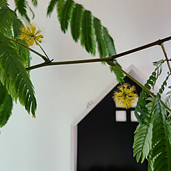 ベッド周り/観葉植物のある暮らし/エバーフレッシュ/エバーフレッシュの花/いつもいいねやコメありがとうございます♡...などのインテリア実例 - 2022-09-18 09:40:51