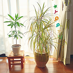 部屋全体/植物屋さん/観葉植物/こどもと暮らす。/観葉植物のある暮らし...などのインテリア実例 - 2022-11-15 08:29:56