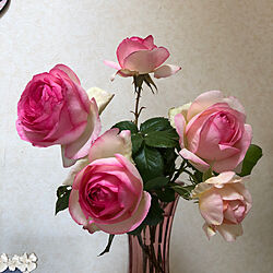薔薇が好き/花のある暮らし/部屋全体/ピエールドゥロンサールのインテリア実例 - 2023-05-05 09:12:19