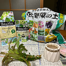 BotaNice/虫対策/植物のある暮らし/多肉植物/観葉植物...などのインテリア実例 - 2021-06-13 09:18:39