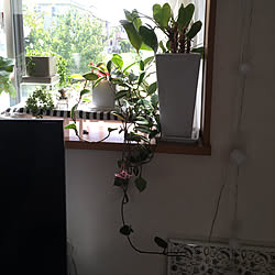 リビング/出窓のグリーン/観葉植物のインテリア実例 - 2018-05-20 09:04:52