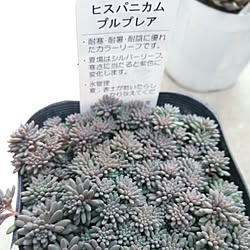 多肉植物/べらんだGarden。/NOGreenNOLife/多肉植物増やすぞ！/多肉植物初心者のインテリア実例 - 2015-03-03 14:58:45