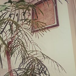 壁/天井/観葉植物/エバーフレッシュのインテリア実例 - 2016-02-05 21:30:50