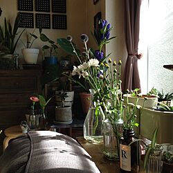 リビング/ソファシェルフ/植物のある暮らし/植物色々/ig→hitorururu...などのインテリア実例 - 2016-07-23 16:39:08