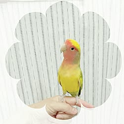 ベッド周り/コザクラインコ/インコ/おつかれさまです♡のインテリア実例 - 2017-04-29 20:36:45