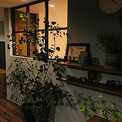 観葉植物/アメリカンヴィンテージ/緑のある暮らし/高台にある家/室内窓...などのインテリア実例 - 2020-02-02 23:26:56