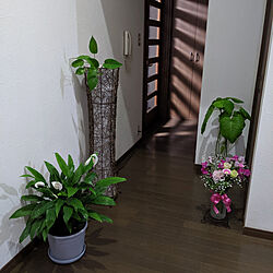 玄関/入り口/観葉植物のインテリア実例 - 2022-05-10 22:03:43