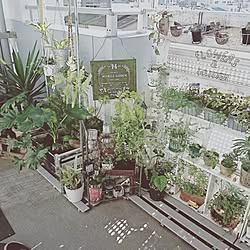 キッチン/100均/植物と暮らす/植物のある暮らし/ベランダガーデン...などのインテリア実例 - 2017-06-08 20:09:54