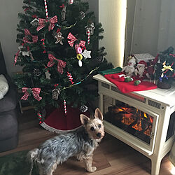 リビング/犬/クリスマスツリー/暖炉型ヒーターのインテリア実例 - 2017-12-14 20:46:36