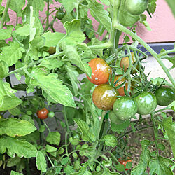 収穫が早い/体に良いもの/トマトが好きです/蒸し暑い…(*_*)/南向き窓...などのインテリア実例 - 2020-07-17 15:59:52