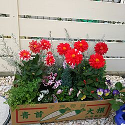 壁/天井/花壇/お花のインテリア実例 - 2016-10-31 09:36:49
