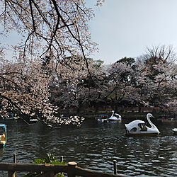 部屋全体/春ですね✿/お花は見ているだけで、幸せになれる/桜のインテリア実例 - 2022-04-02 20:43:38