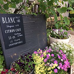 玄関/入り口/お庭の花/お庭/マイガーデン/植物...などのインテリア実例 - 2017-05-06 08:23:07