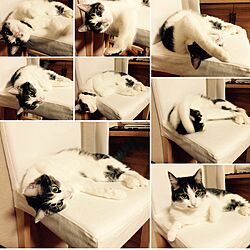 リビング/猫/IKEAのインテリア実例 - 2014-12-26 21:41:37