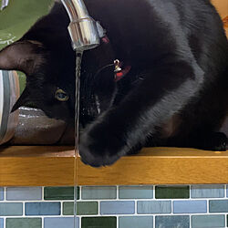 食器洗い/猫のいる生活/猫のいる日常/キッチンのインテリア実例 - 2023-03-11 12:07:44