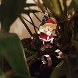 リビング/クリスマス/サンタ/観葉植物/一人暮らしのインテリア実例 - 2016-11-21 22:22:31