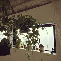 壁/天井/植物のある暮らし/観葉植物/インダストリアル/多肉植物のインテリア実例 - 2017-01-24 23:02:30
