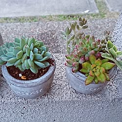 玄関/入り口/多肉/多肉寄せ植え/寄せ植え/花のある暮らし...などのインテリア実例 - 2017-03-20 20:49:14