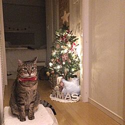 クリスマス/ねこ部/ねこと暮らす。/ねこばかりですいません/NO CAT,NO LIFE❤️...などのインテリア実例 - 2016-11-14 22:10:01