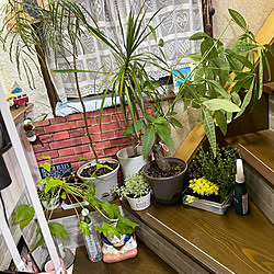 古家/観葉植物のある暮らし/DIY/エバーフレッシュ/パキラさん...などのインテリア実例 - 2022-06-19 01:16:34