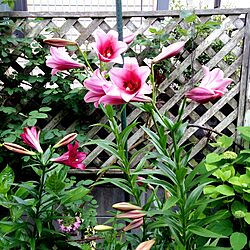 6月の庭/いつもいいねやコメントありがとう♡/植物/季節を感じる暮らし/手作りの庭...などのインテリア実例 - 2017-06-09 07:55:37