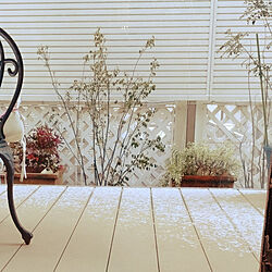 玄関/入り口/ウッドデッキに雪が…/室内から写してます！/雑木のお庭/ハイノキ...などのインテリア実例 - 2023-01-25 08:12:05