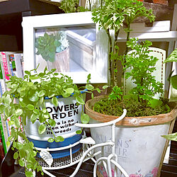 値下げで50円の観葉植物！/観葉植物のある暮らし/花のある暮らし/お花大好き♡/みなさんの優しさに感謝❤️...などのインテリア実例 - 2019-08-17 17:03:46