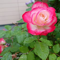 玄関/入り口/わたしの休日のすごし方/バラ/薔薇/薔薇のある暮らし...などのインテリア実例 - 2023-05-28 01:35:22