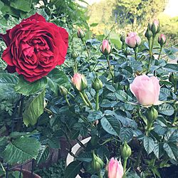 机/薔薇が好き♡/ガーデニング/花のある暮らし/花が好き...などのインテリア実例 - 2017-05-23 21:14:33