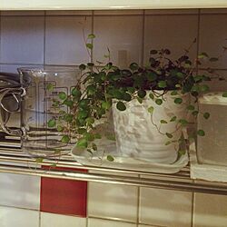キッチン/IKEA/観葉植物のインテリア実例 - 2015-03-01 08:09:16
